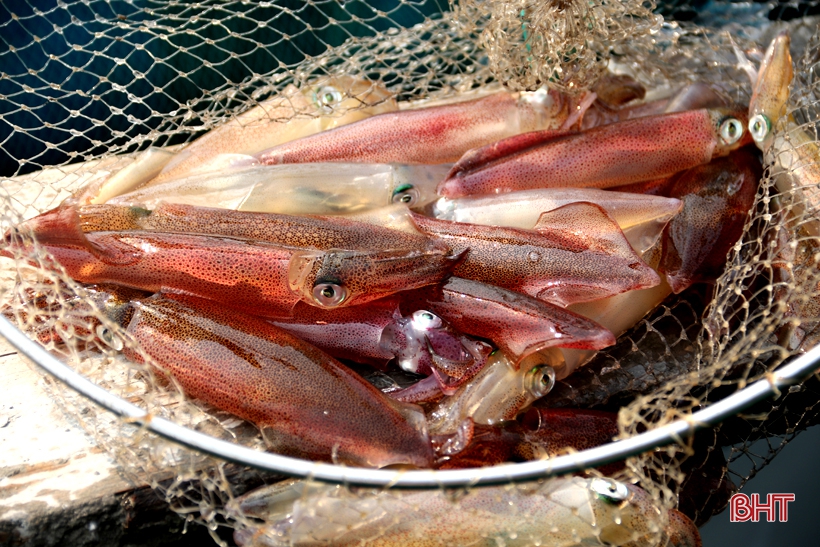 Mực nhảy Vũng Áng