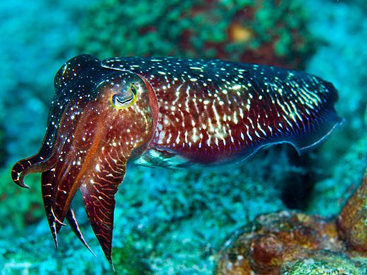 Mực Nhảy Biển Đông 12