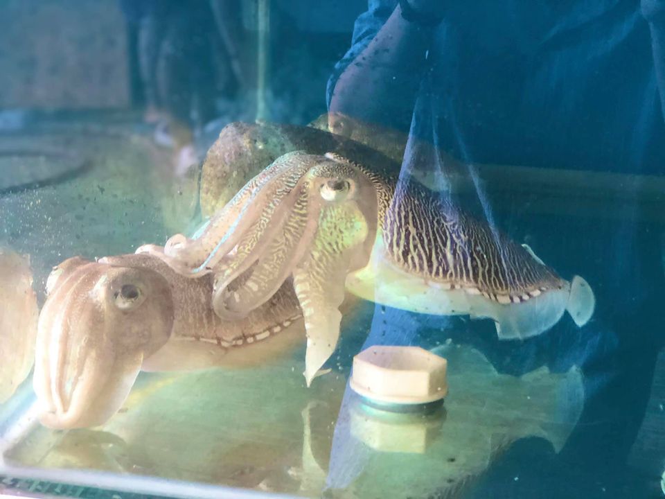 Mực Nhảy Biển Đông 3