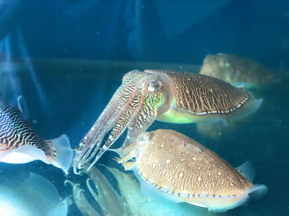 Mực Nhảy Biển Đông 5