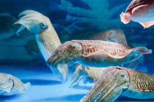 Giá mực nhảy hiện nay