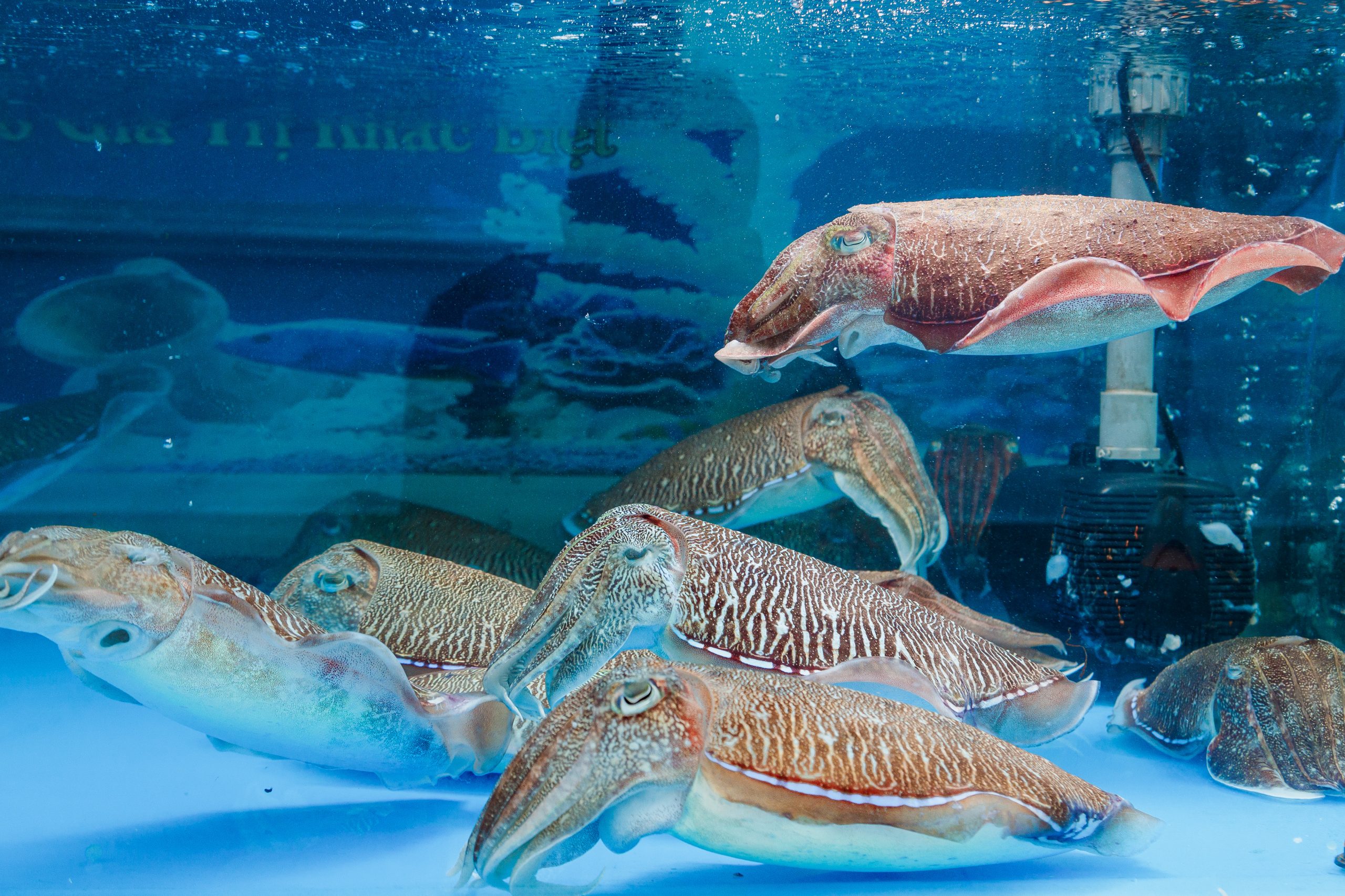 Cách làm mực nhảy sashimi