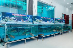 Mực Nhảy Biển Đông lội ngược dòng sau đại dịch Covid-19 Hồ nuôi mực nhảy