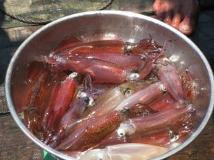 Cách chọn mua mực nháy tươi ngon nhất hiện nay Mực nhảy Cửa Lò