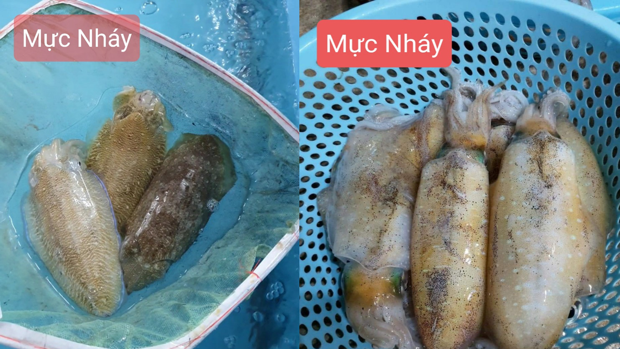 Mực nhảy và mực nháy Mực nhảy và Mực nháy